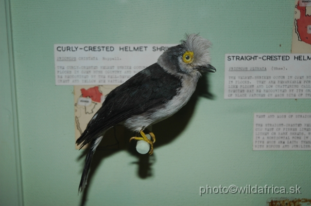 DSC_0246.JPG - Crested Helmet Shrike (Prionops cristata)