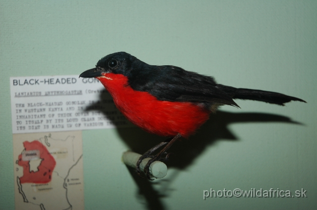 DSC_0249.JPG - Black-headed Gonolek (Laniarius erythrogaster)