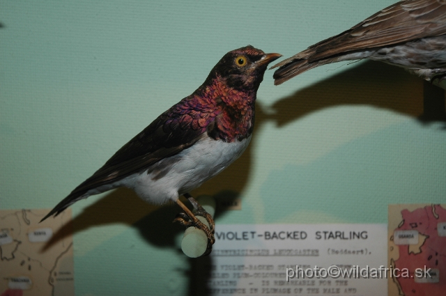 DSC_0251.JPG - Violet-backed Starling (Cinnyricinclus leucogaster)