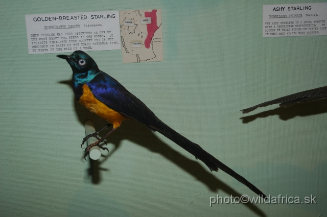 DSC_0252.JPG - Golden-breasted Starling (Cosmopsarus regius)