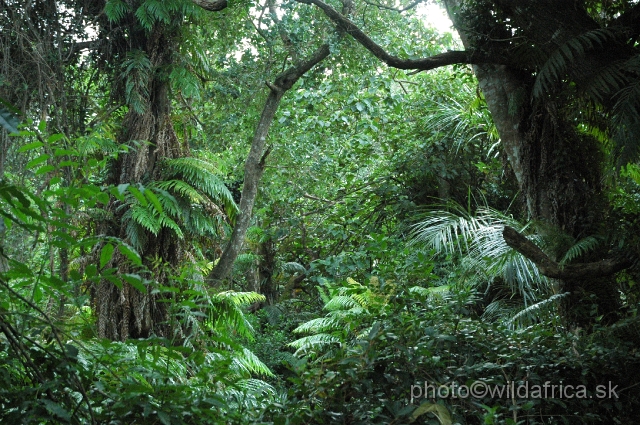 DSC_0281.JPG - Interior of Kosi Bay Coastal Forest