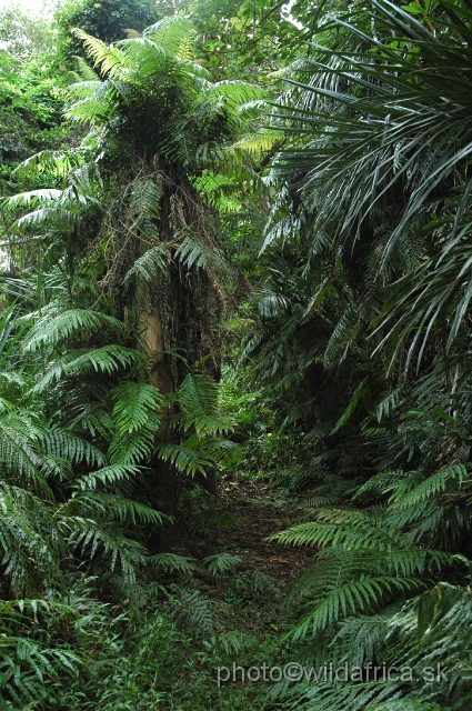 DSC_0285.JPG - Interior of Kosi Bay Coastal Forest