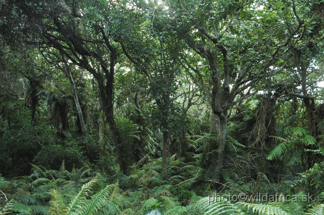 DSC_0293.JPG - Interior of Kosi Bay Coastal Forest