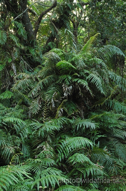 DSC_0296.JPG - Interior of Kosi Bay Coastal Forest