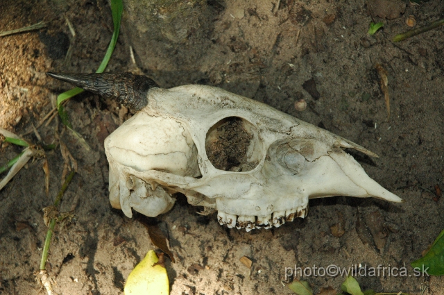 DSC_0304.JPG - The skull of Red Forest Duiker