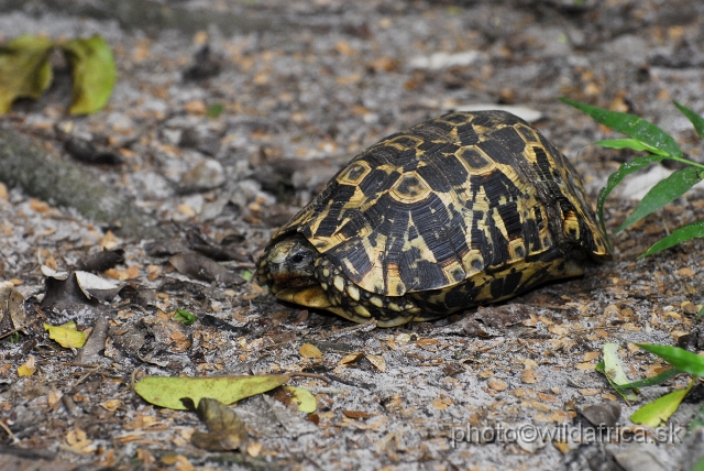 _DSC2178.JPG - Bell's Hinged Tortoise (Kinixys belliana)