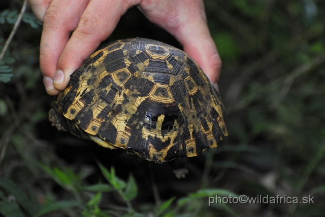 _DSC2181.JPG - Bell's Hinged Tortoise (Kinixys belliana)