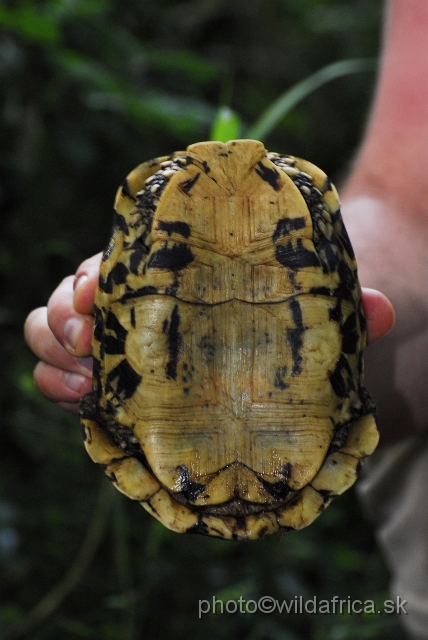 _DSC2182.JPG - Bell's Hinged Tortoise (Kinixys belliana)