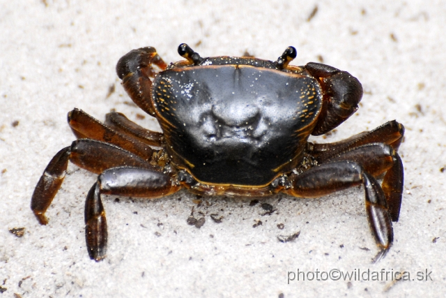 _DSC2184.JPG - Crabs are common in mangroves of Kosi Bay.