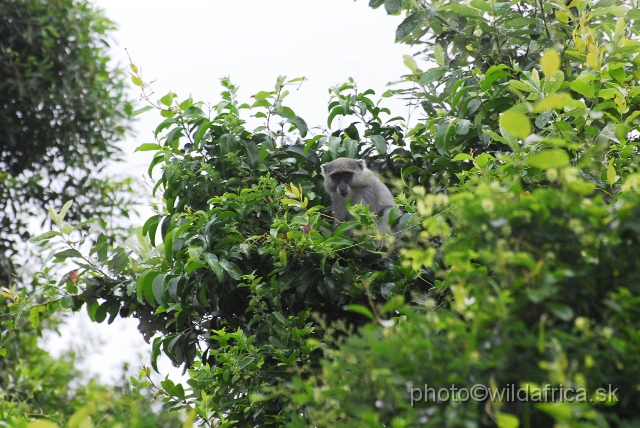 _DSC2195.JPG - Samango monkey (Cercopithecus albogularis erythrachus)