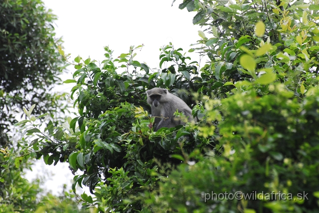 _DSC2198.JPG - Samango monkey (Cercopithecus albogularis erythrachus)