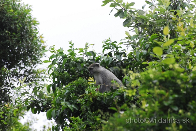 _DSC2199.JPG - Samango monkey (Cercopithecus albogularis erythrachus)