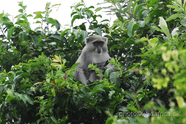 _DSC2201.JPG - Samango monkey (Cercopithecus albogularis erythrachus) is sometimes regarded as C. albogularis labiatus.