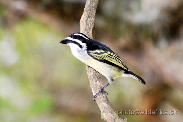 _DSC2203.JPG - Yellow-backed Tinkerbird (Pogoniulus bilineatus)