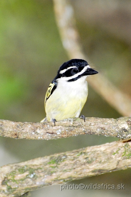 _DSC2209.JPG - Yellow-backed Tinkerbird (Pogoniulus bilineatus)