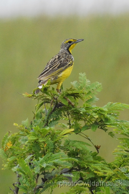 _DSC2213.JPG - Yellow-throated Longclaw (Macronyx capensis)