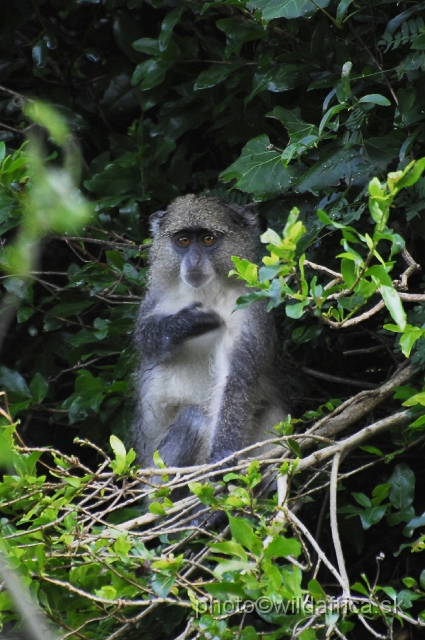 _DSC2275.JPG - Samango monkey (Cercopithecus albogularis erythrachus)