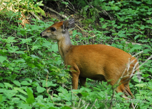 _DSC2354.JPG - The Red Forest Duiker is a small antelope found in Central and South Africa. They are roughly 40 cm tall at the shoulder and weigh 15 kilos on average.