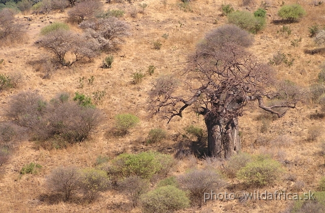 P8240005.JPG - Ancient Baobab tree is a landmark