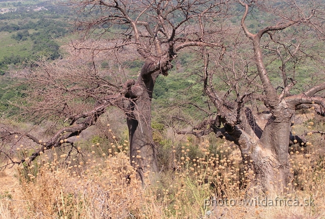 P8240006.JPG - Leonotis grass and baobabs