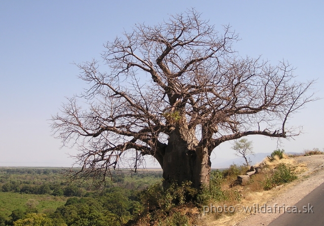 P8240010.JPG - Another baobab tree