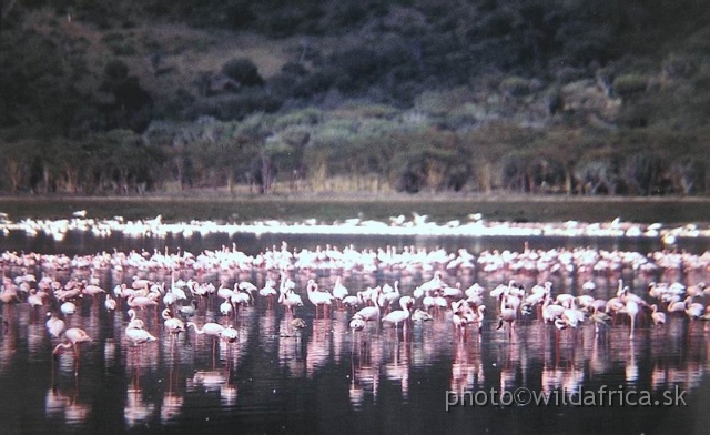 1737.jpg - Lake Nakuru 2002