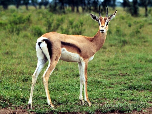 FOTO008.jpg - Grant's Gazelle (Gazella (Nanger) granti granti), Lake Nakuru 1994