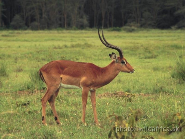 FOTO058.jpg - Lake Nakuru 1994