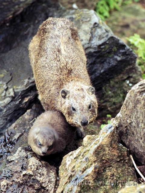 FOTO084.jpg - Rock Hyraxes (Procavia capensis) on Baboon Cliffs, now it is only historical picture. They are locally extinct now, Lake Nakuru 1994.