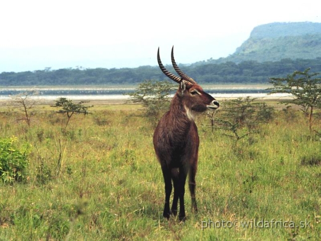 FOTO085.jpg - Defassa Waterbuck (Kobus e. defassa), Lake Nakuru 1994