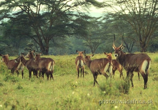 FOTO086.jpg - Defassa Waterbuck (Kobus e. defassa), Lake Nakuru 1994