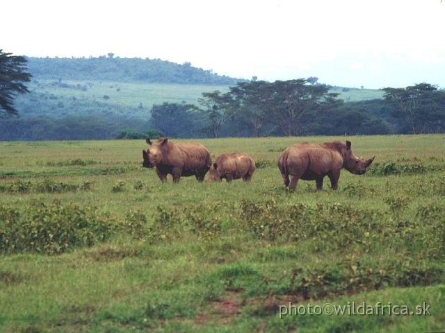 FOTO087+.jpg - Lake Nakuru 1994