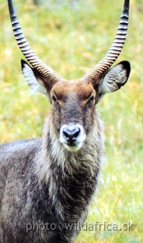 FOTO088.jpg - Defassa Waterbuck (Kobus e. defassa), Lake Nakuru 1994