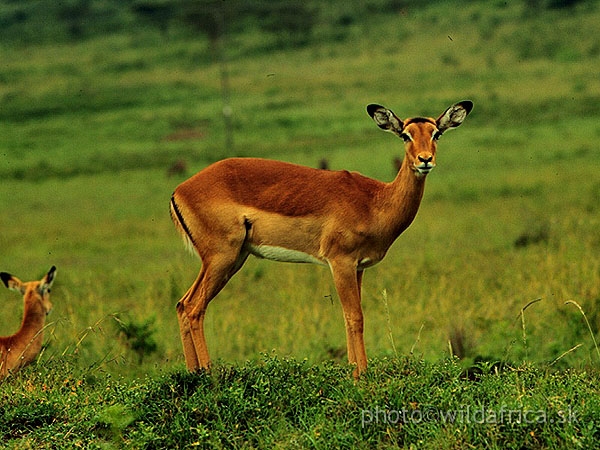 Impala3.jpg - This is my first photo on safari in Africa, first wild creature before my lens shot immediately after entering the Lake Nakuru National Park.