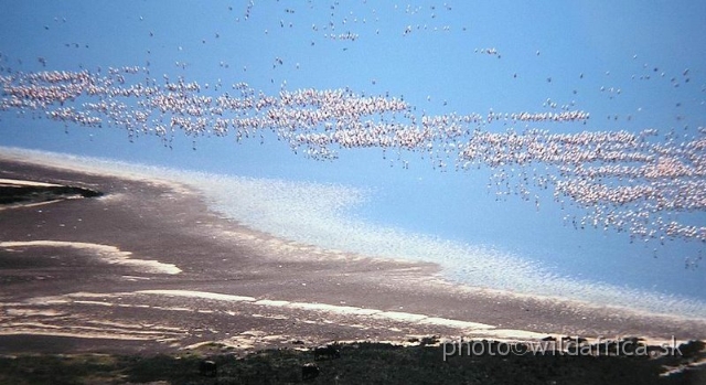 P1010048.JPG - Lake Nakuru 2002