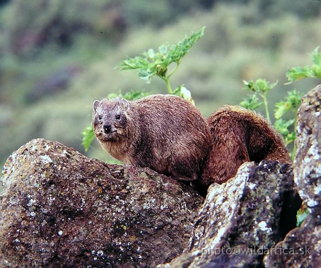 P1010058.JPG - Rock Hyraxes on Baboon Cliffs, now it is only historical picture. They are locally extinct, Lake Nakuru 1994.