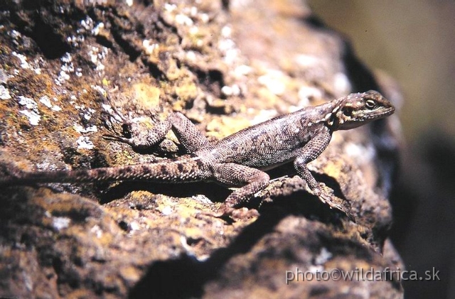 P1010060.JPG - Agama agama, female, 2002