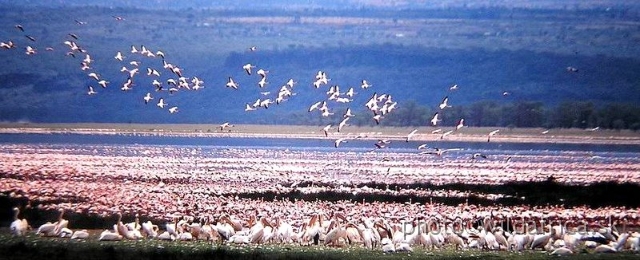 P1010061.JPG - Lake Nakuru 2002