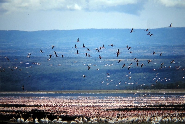 P1010067.JPG - Lake Nakuru 2002