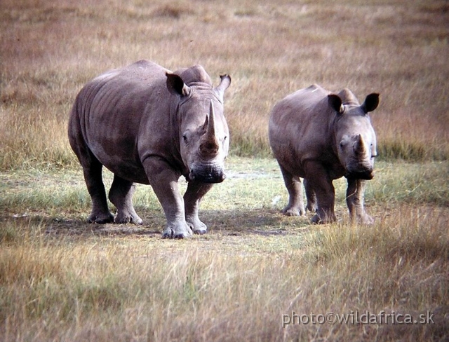 P1010070.jpg - Introduced Southern White Rhinos, Lake Nakuru 2002