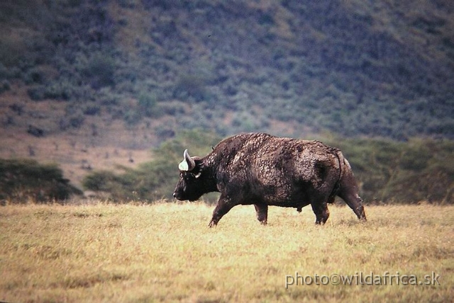 P1010073.JPG - Lake Nakuru 2002