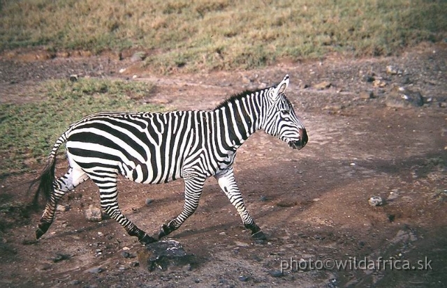 P1010076.JPG - Almost maneless stallion of Grant's Zebra, Lake Nakuru 2002