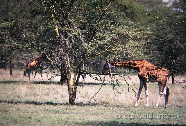 P1010077.JPG - Lake Nakuru 2002