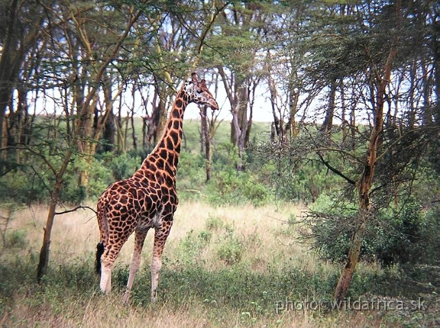 P1010078.JPG - Rotschild's Giraffe (Giraffa camelopardalis rothschildi)