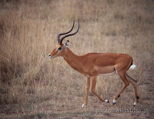 P1010080.JPG - Impala (2002)