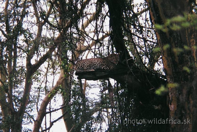 P1010081.JPG - Our first African Leopard ever spotted in the wild, Lake Nakuru 2002