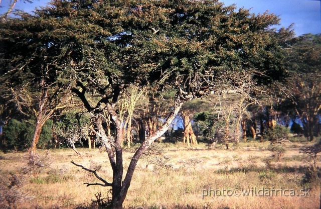 P1010082.jpg - Our second leopard in Africa, Lake Nakuru 2002