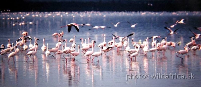 P9140043.JPG - Lesser Flamingoes (Phonicopterus minor), Lake Nakuru 2002