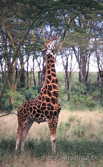 PA170013.jpg - Rotschild's Giraffe (Giraffa camelopardalis rothschildi), 2002