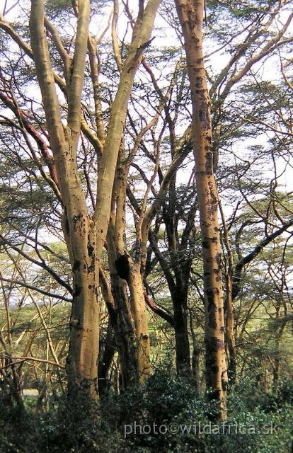 PA170014.jpg - Lake Nakuru 2002